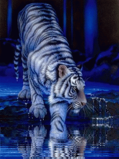 Tigre dans la nuit.gif